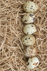 Quail spotted eggs lie on paper strips in the form of hay