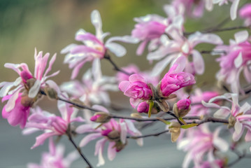 Fototapeta na wymiar Magnolia stellata,star magnolia,