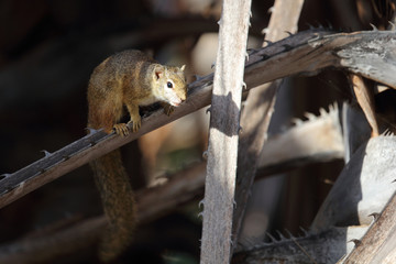 Ockerfußbuschhörnchen / Tree squirrel / Paraxerus Cepapi