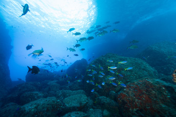 Obraz na płótnie Canvas 小笠原の海を泳ぐウメイロモドキの大群