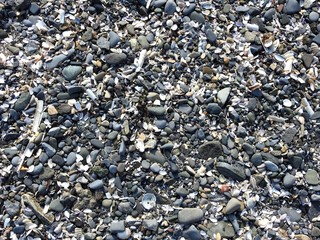 Sea shells and beach pebbles.