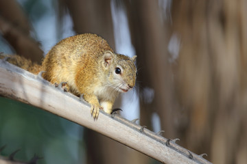 Ockerfußbuschhörnchen / Tree squirrel / Paraxerus Cepapi