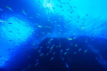Fototapeta na wymiar 小笠原の海を泳ぐウメイロモドキの大群