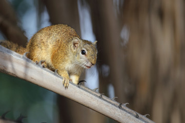 Ockerfußbuschhörnchen / Tree squirrel / Paraxerus Cepapi