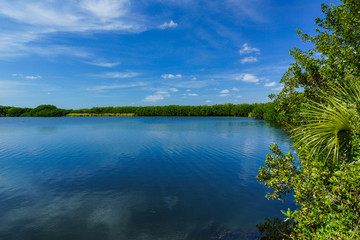 Paurotis Pond in Everglades National Park in Florida, United States