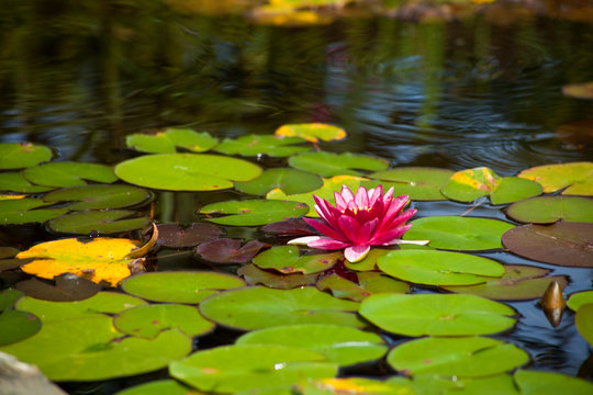 rosa Seerose mit Bl&auml;tter im Gartenteich
