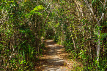 Pinelands Trail in Everglades National Park in Florida, United States