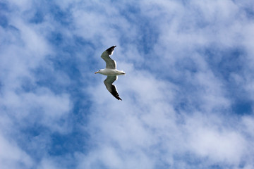 Seagull 