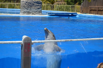 Delfines acrobáticos