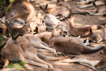 Group of Australian Kangaroos