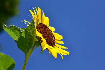 夏空のひまわり