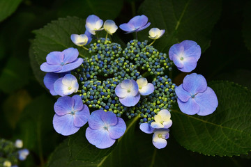 紫陽花