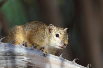 Ockerfußbuschhörnchen / Tree squirrel / Paraxerus Cepapi © Ludwig