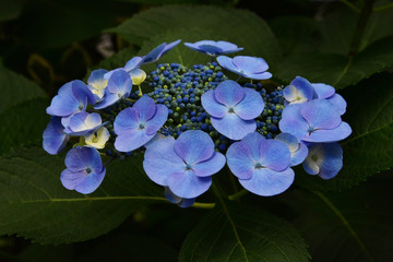 紫陽花