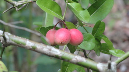 apple shaped fruit to make cherry
