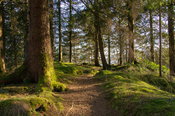 road in the forest