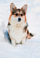 dog corgi on the snow