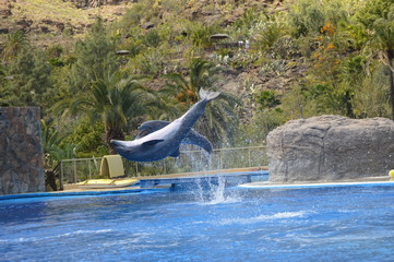 Delfines acrobáticos