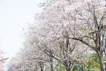 Naklejka premium Walk path surrounded with blossoming pink trumpet chompoo pantip tree.