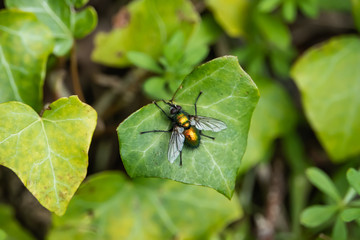 Metallic Green Tachinid Fly on Leaf in Springtime