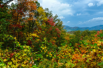 Roaring Fork Motor Nature Trail Views in Great Smoky Mountains National Park in Tennessee, United States