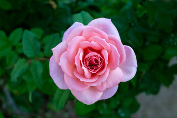 ピンクのバラ