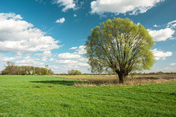 Fototapeta na wymiar Big willow tree in the field and white clouds on blue sky