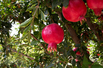 Ripe pomegranate fruit on the tree branch.