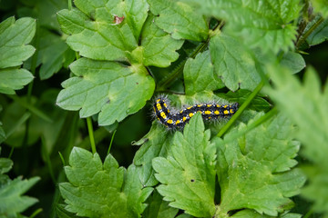 Scarlet Tiger Moth Caterpillar on Leaf in Springtime