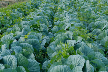 キャベツ畑