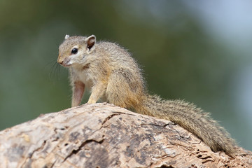 Ockerfußbuschhörnchen / Tree squirrel / Paraxerus Cepapi