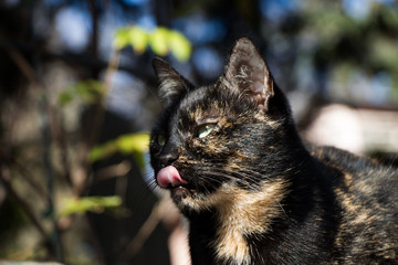 Another portrait of a homeless street cat