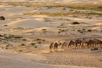 Fototapeta na wymiar camels wild in australian sand dunes 