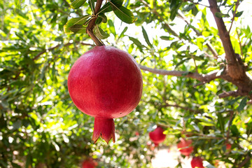 Ripe pomegranate fruit on the tree branch.