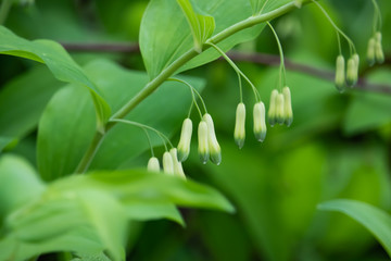 Solomon's Seal Flowers in Springtime
