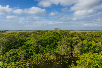 Fototapeta na wymiar Shark Valley in Everglades National Park in Florida, United States