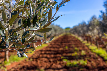 Olivenbaum in Italien