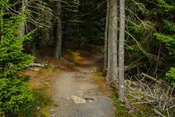 Ship Harbor Trail in Acadia National Park in Maine, United States