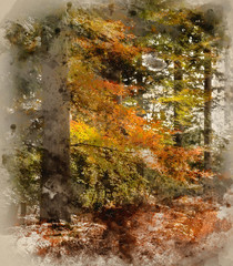 Watercolour painting of Beautiful vibrant Autumn landscape forest countryside in morning