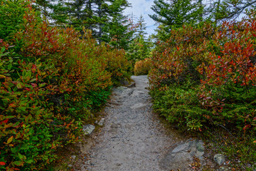 Ship Harbor Trail in Acadia National Park in Maine, United States