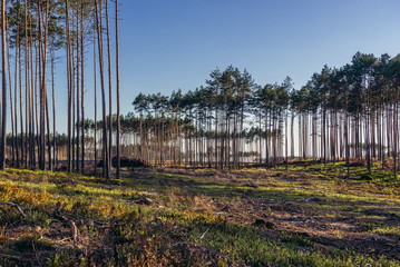 View on ramains of forest near Rytel vilage, a year after catastrophic storms that rolled through Poland in August 2017