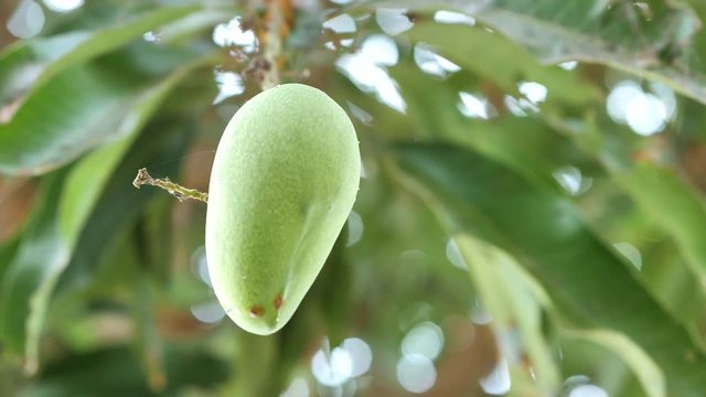 Closeup of mango on tree. Agricultural industry concept. Slow motion