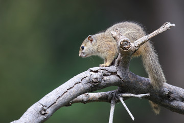 Ockerfußbuschhörnchen / Tree squirrel / Paraxerus Cepapi