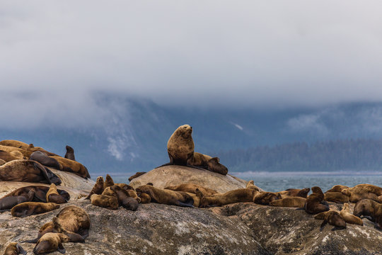 South Marble Island in Glacier Bay National Park in Alaska, United States