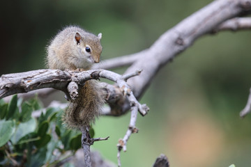 Ockerfußbuschhörnchen / Tree squirrel / Paraxerus Cepapi © Ludwig