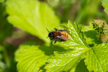 Tawny Mining Bee on Leaf in Springtime