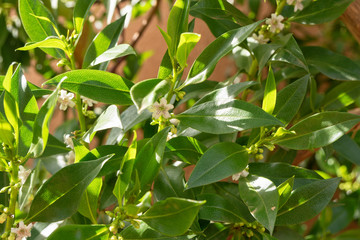 Texture background of green Leaf and white flower