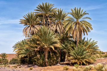 Obraz na płótnie Canvas palm in the desert oasi morocco sahara africa dune