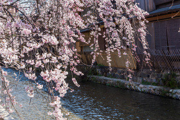 Cherry blossom in historic Gion shirakawa district, Kyoto, Japan