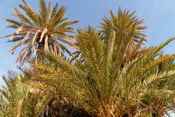 Naklejka na ściany i meble palm in the desert oasi morocco sahara africa dune